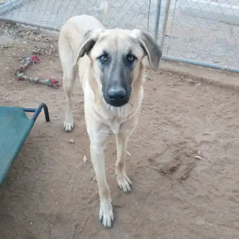 Corky- ** Wonderful Pal! photo 5