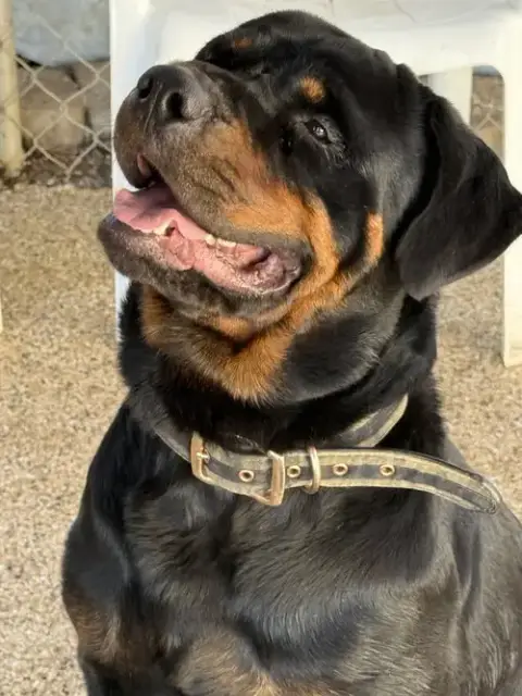 Clyde