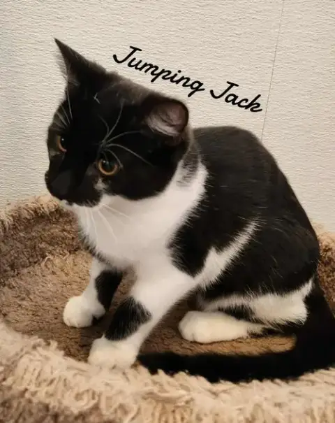 Jumping Jack photo 2