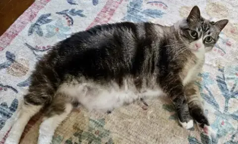 Mama Kitty photo 2