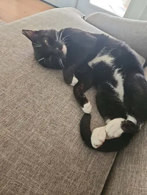 Benji