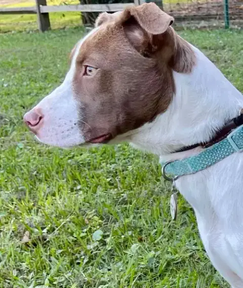 Opal photo 5