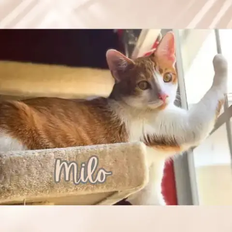 Milo photo 2