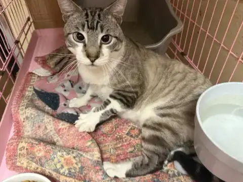 Louie Napa Petco