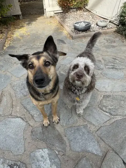Sadie photo 4