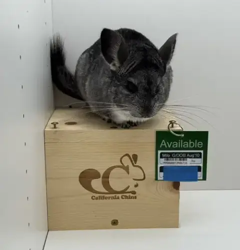 Milo photo 4