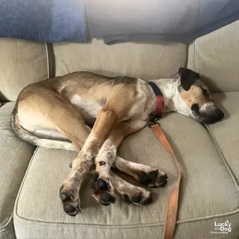 Fizz photo 4
