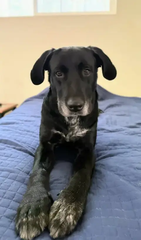 Huckleberry photo 4