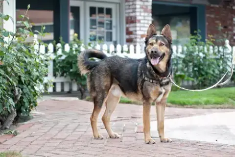 Baloo photo 2