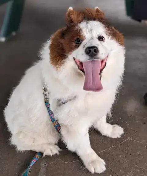 Chow Boy