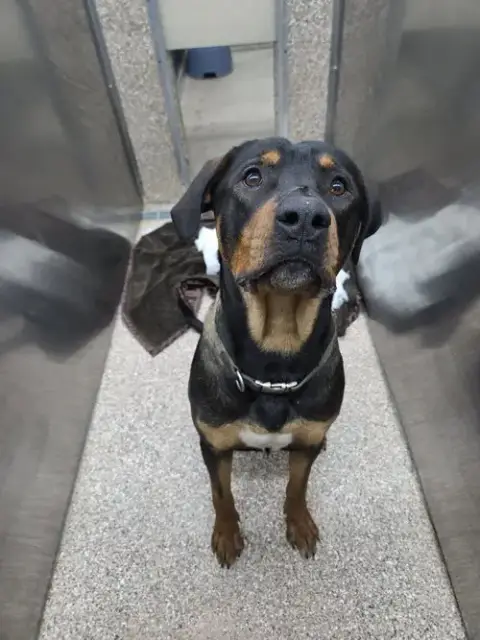 Rambo