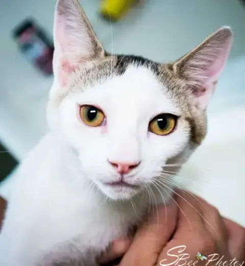 Loki photo 1