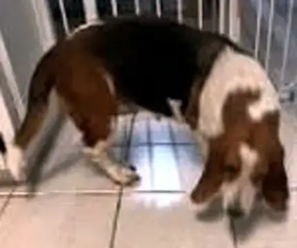 Dixie photo 3
