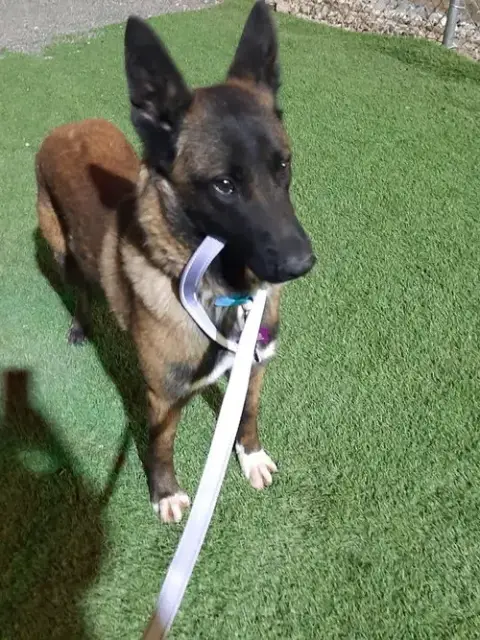 Bullwinkle Fka Boba In New Mexico photo 3