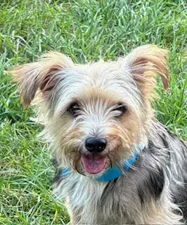 Scruffy photo 5