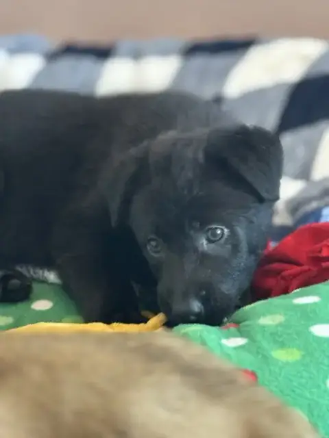 Rosie'S Puppy Harper photo 3