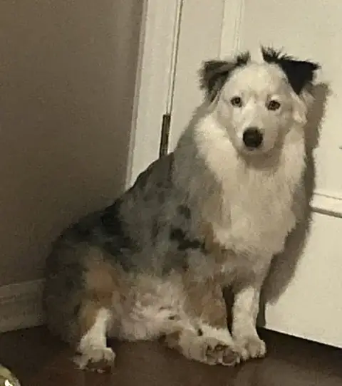 Malachai -Mini Aussie “Sexy Fluffernutter” photo 4