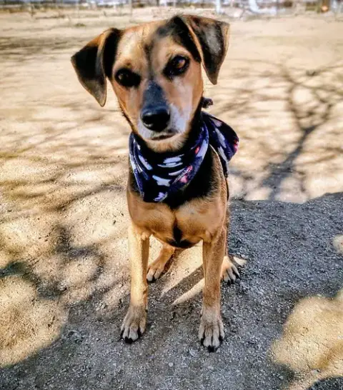 Gracie photo 1
