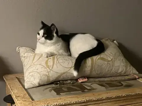 Kitty Kitty