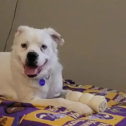 Falcor photo 1