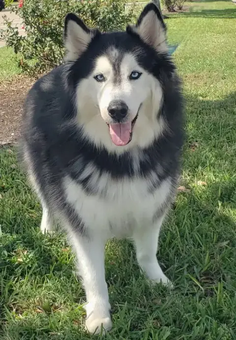 Charles #Husky-Poster-Dog photo 5