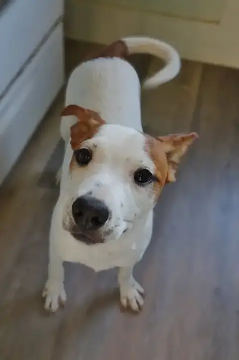 Maisie photo 4