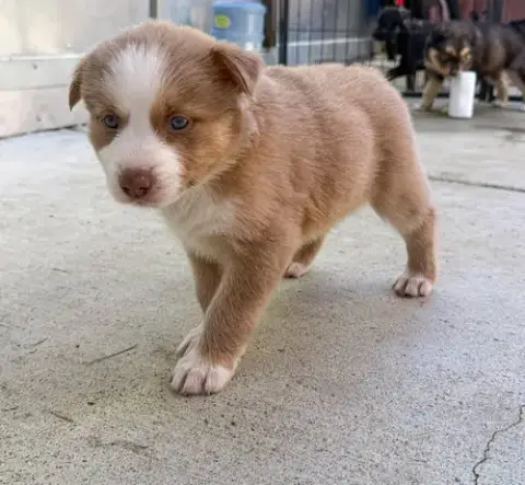 Marilynn'S Puppy Muse photo 4