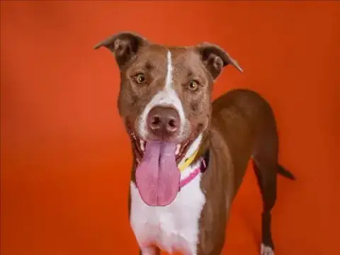 Nala