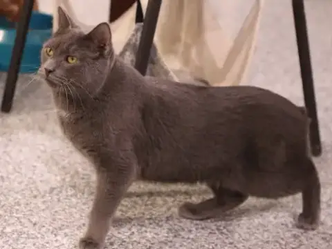 Whiskey  ** In Foster ** photo 2