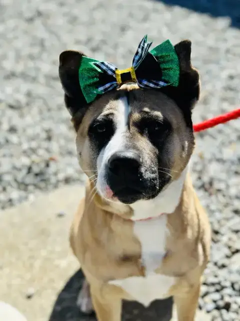 Hazel