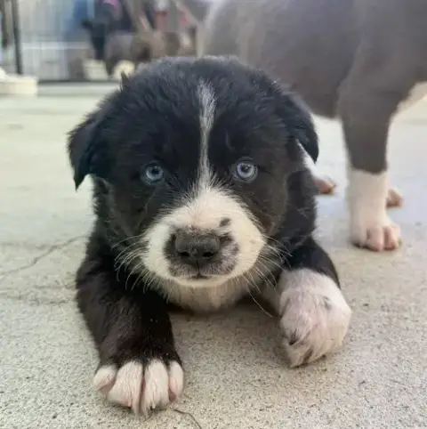Marilynn'S Puppy Magic photo 5