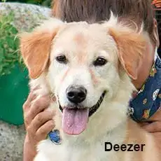 Deezer photo 2