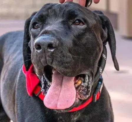 Dudley-Special Needs