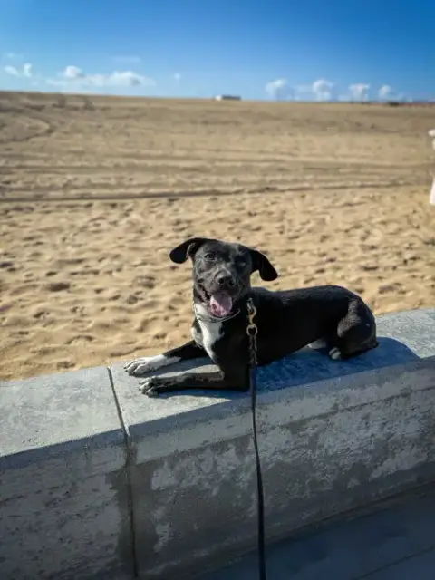 Baxter photo 3