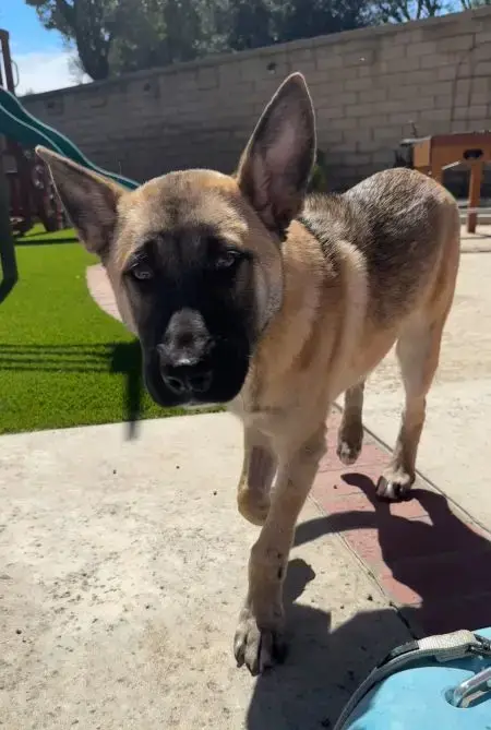 Enzo photo 2