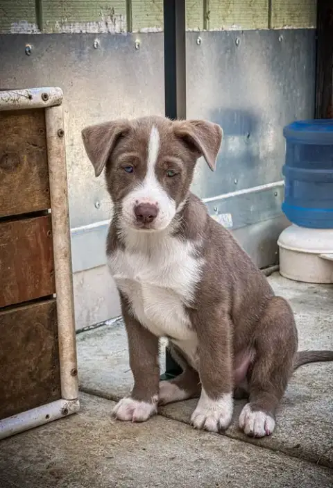 Marilynn'S Puppy Mocha