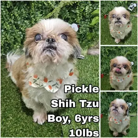 Pickle From Korea