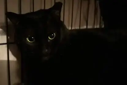Marshmallow & Scout photo 4