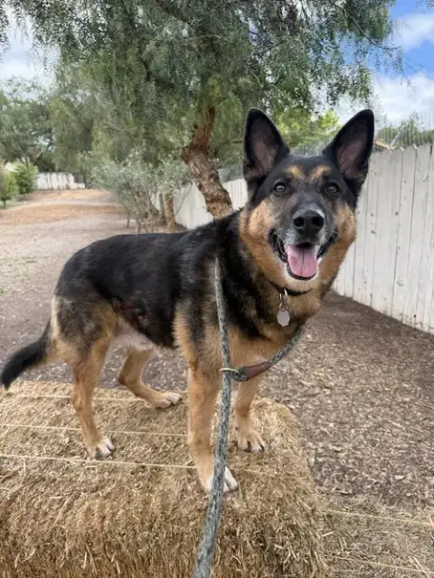 Gunner Ii photo 2