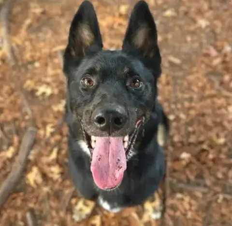 Coco A433219
