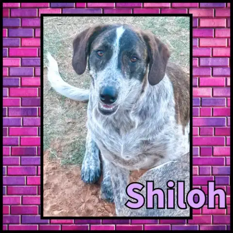 Shiloh Gdp photo 3
