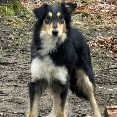 Bindi