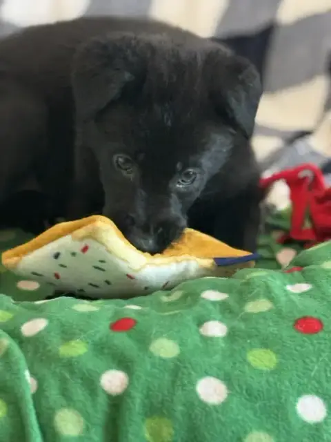 Rosie'S Puppy Harper photo 2