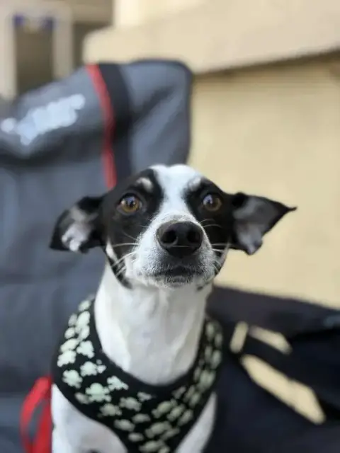 Nacho photo 4