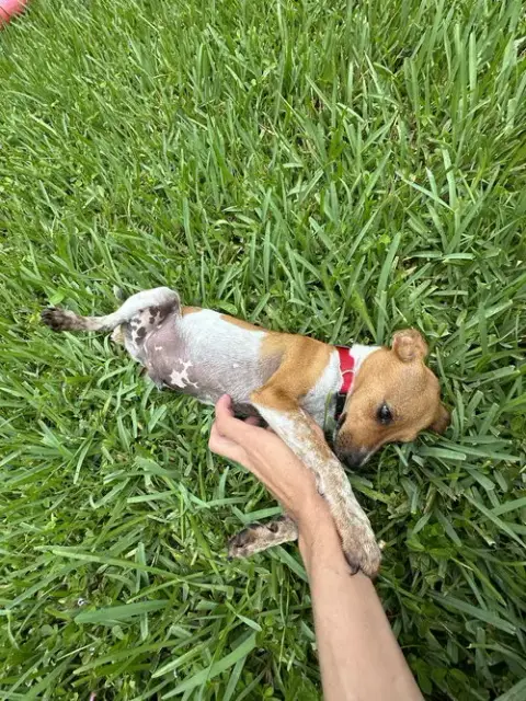 Courtesy Post: Brownie photo 4