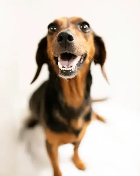 Teddi photo 2