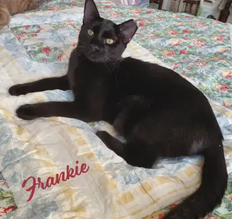 Frankie #Bonded-To-Sweet-Peach