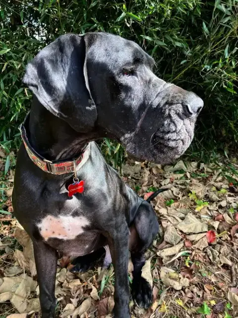 Chauncey photo 3