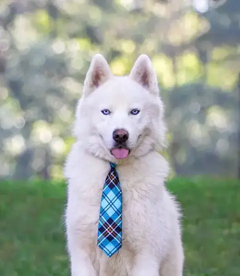 Koda Bonded With Nova photo 3