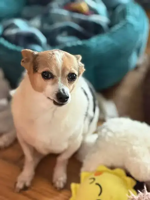 Sampson *Fta*